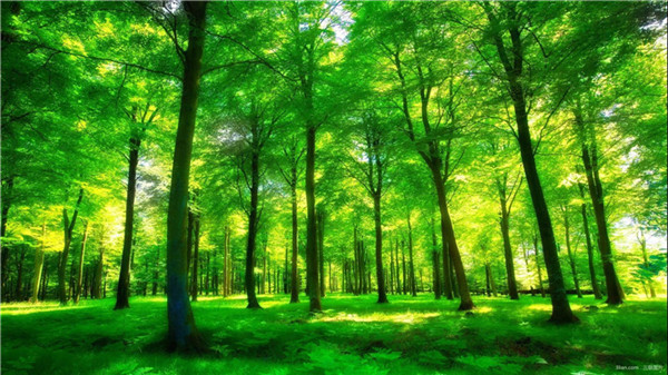 林業(yè)三類調(diào)查應(yīng)用